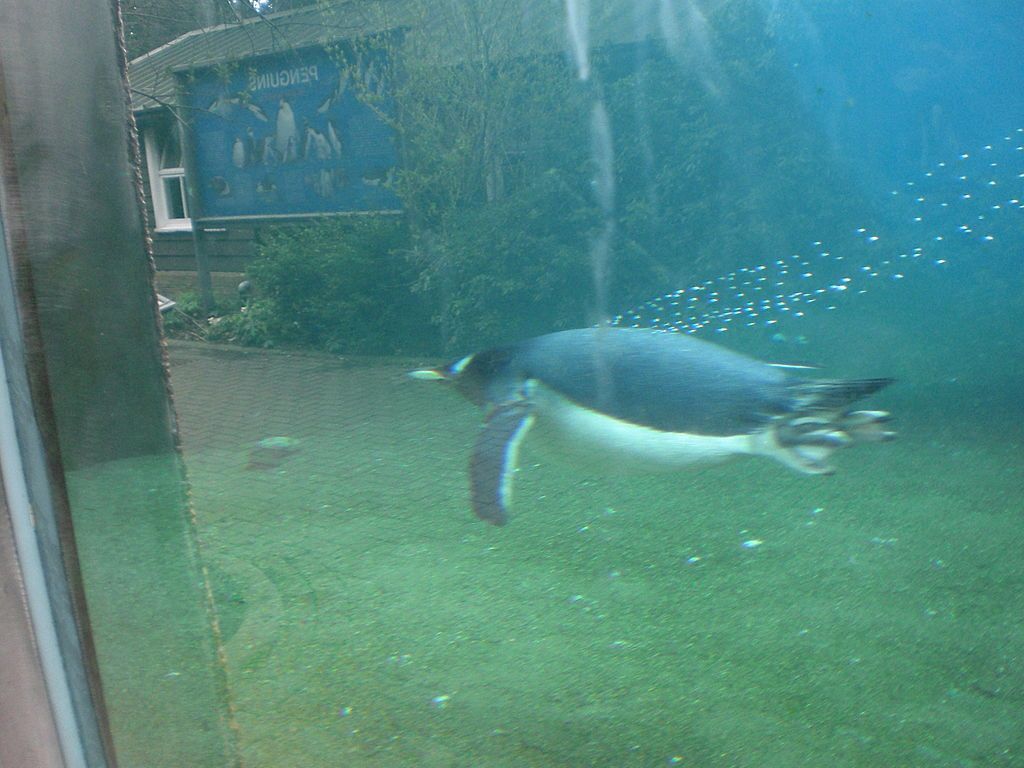 Желающие могут полюбоваться на пингвинов даже в воде.