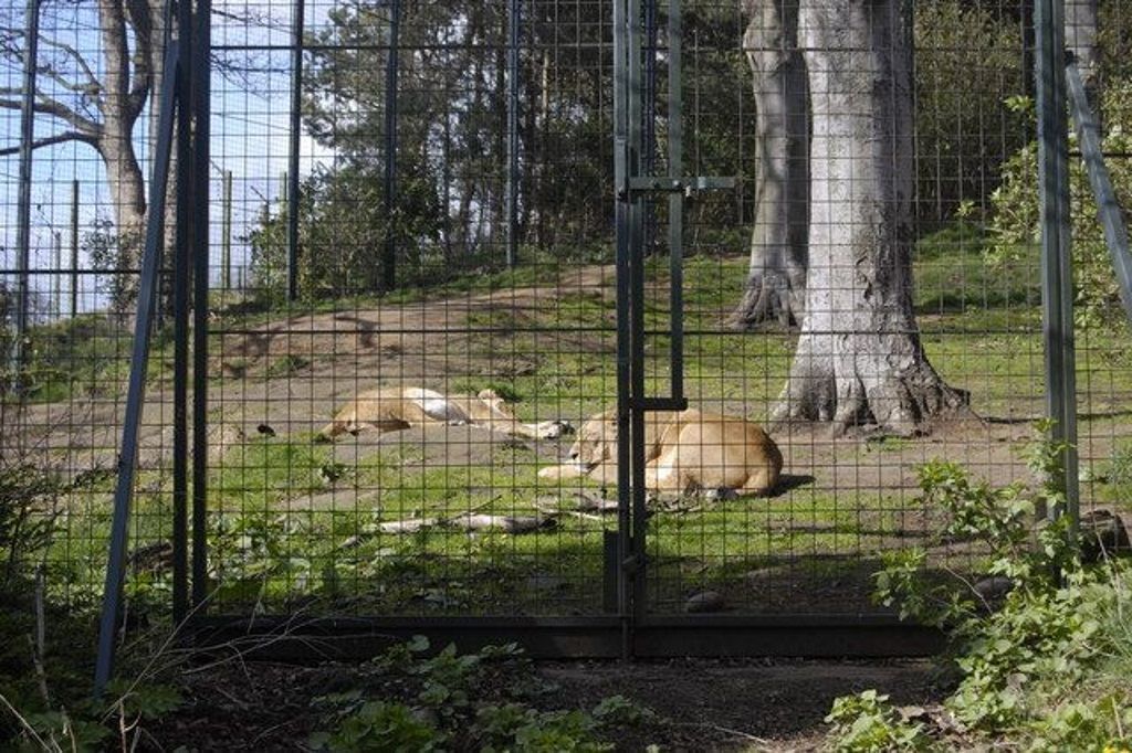 Невозможно представить себе зоопарк, в котором нет львов.