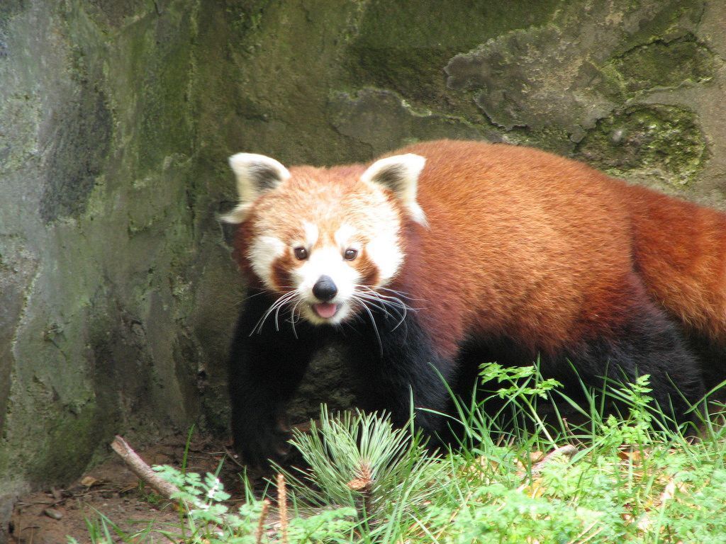 В ближайшем будущем в Эдинбургском зоопарке будет организован сектор малых панд.