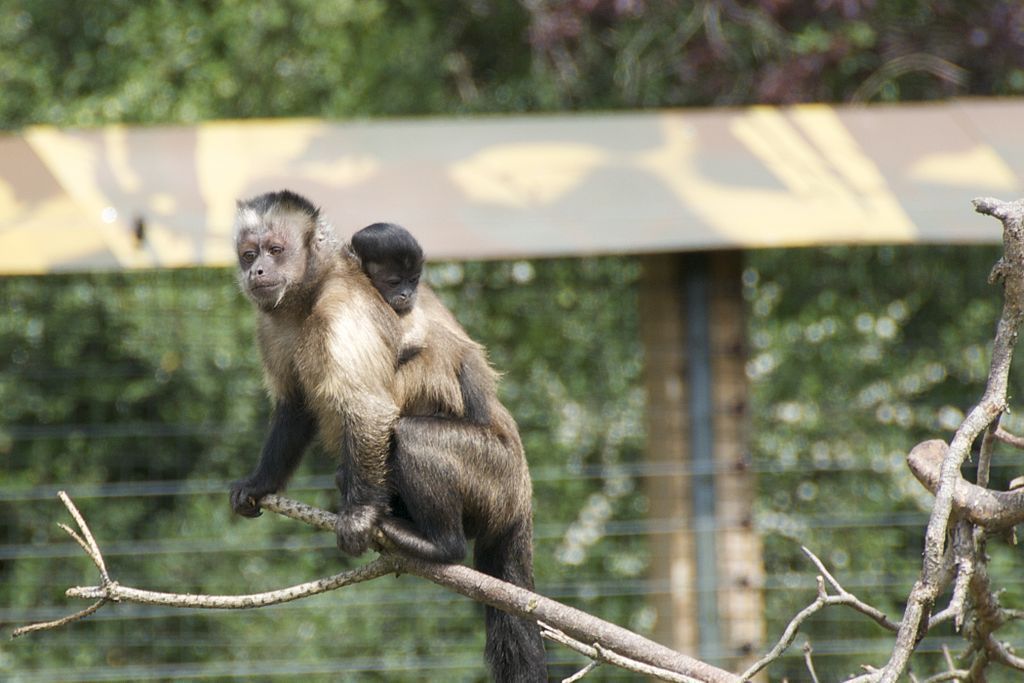 Вряд ли где-то можно узнать о приматах больше, чем в Эдинбургском зоопарке.