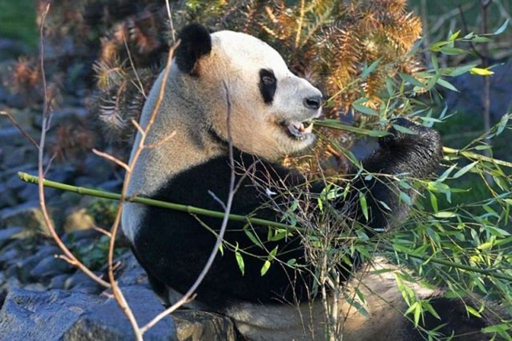 Панды отсутствовали в Эдинбургском зоопарке целых 17 лет.