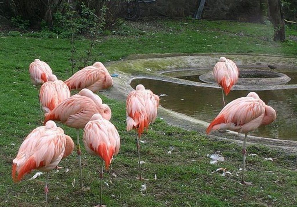 Розовые фламинго.