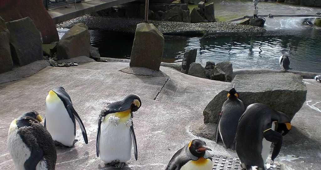 Эдинбургский зоопарк стал первым, где появились пингвины.