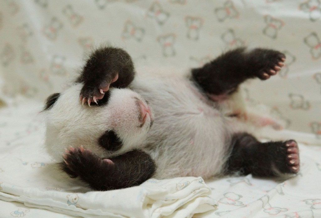 Девочка большой панды по имени Чулина родилась в Мадридском зоопарке четыре месяца назад.