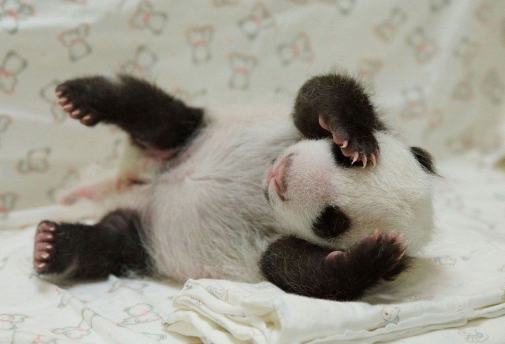 Маленькие детеныши большой панды бывают очень комичными.