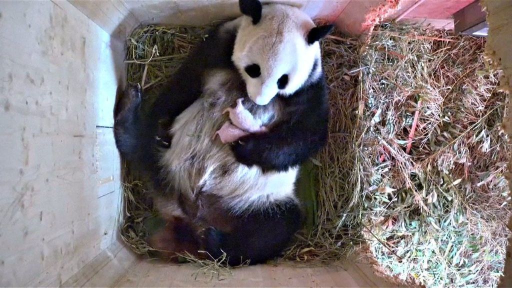 Работники Венского зоопарка были изрядно удивлены, когда детенышей «стало» двое.