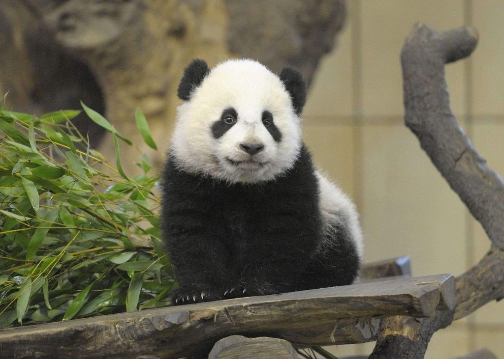 В Венском зоопарке на Новый год представили детенышей большой панды. 