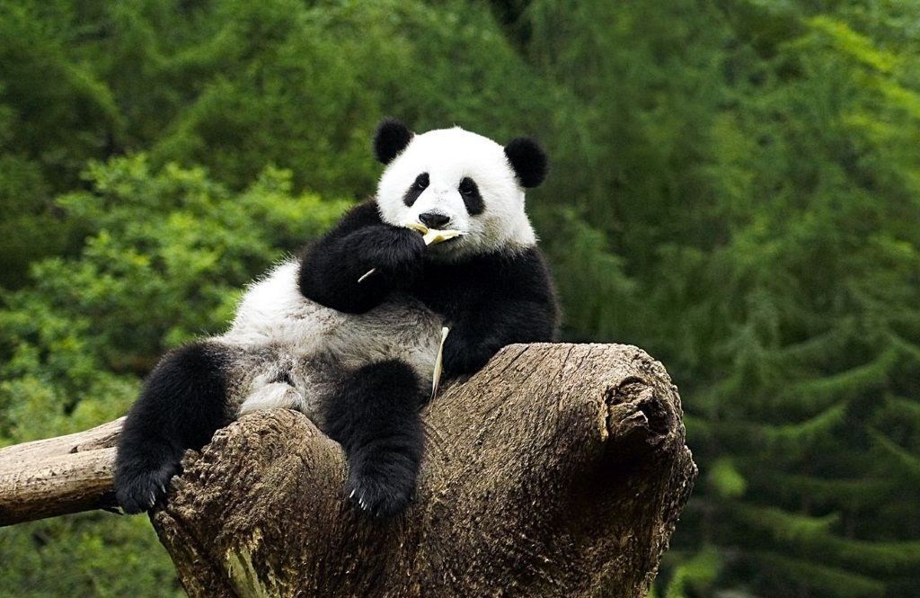 В древности китайцы называли панд Отшельниками бамбуковых рощ.