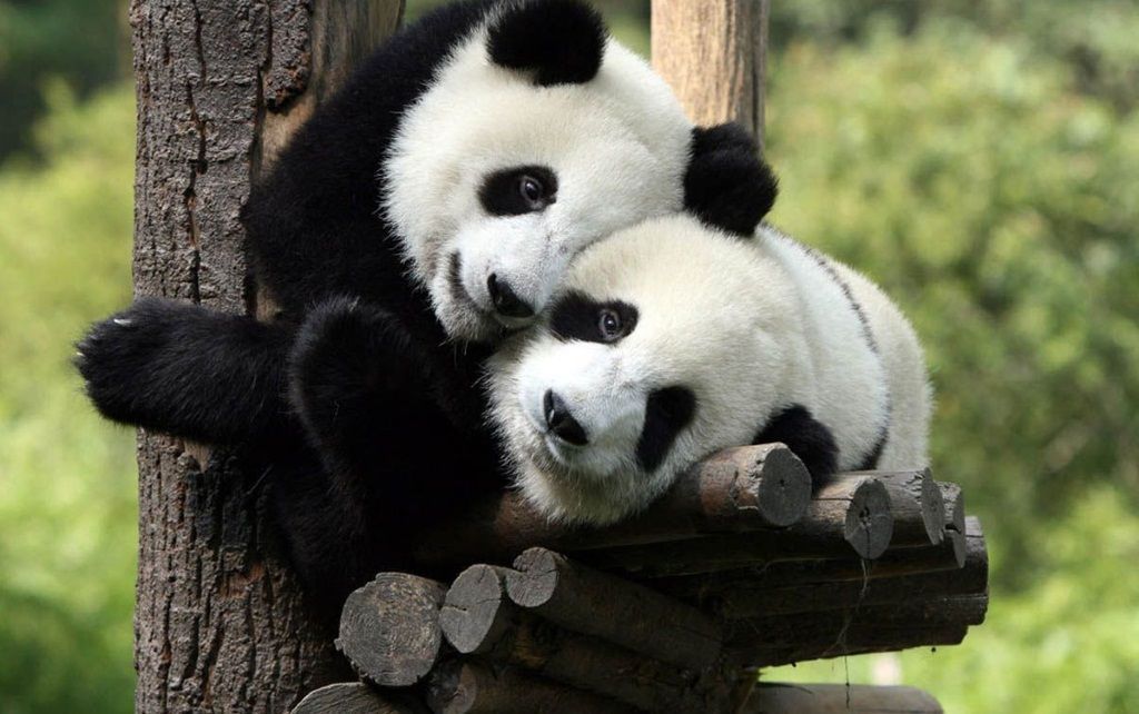 Трудно поверить, что когда-то китайцы считали панду свирепым хищником.