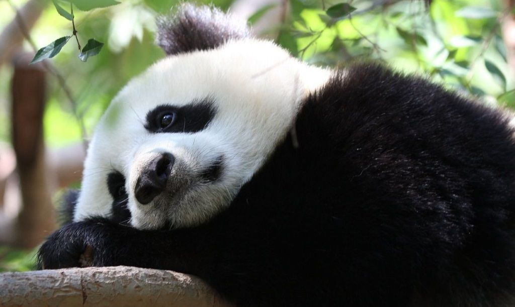 Панда пришедшая во сне обещает только хорошее.