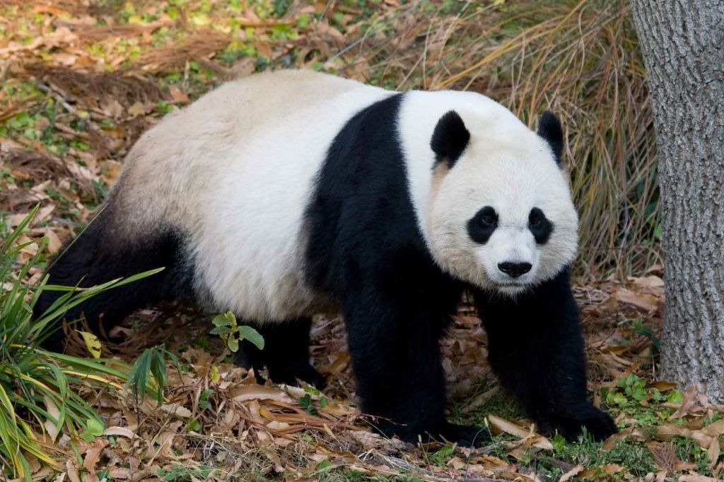 Даже взрослые большие панды любят поваляться в пыли.