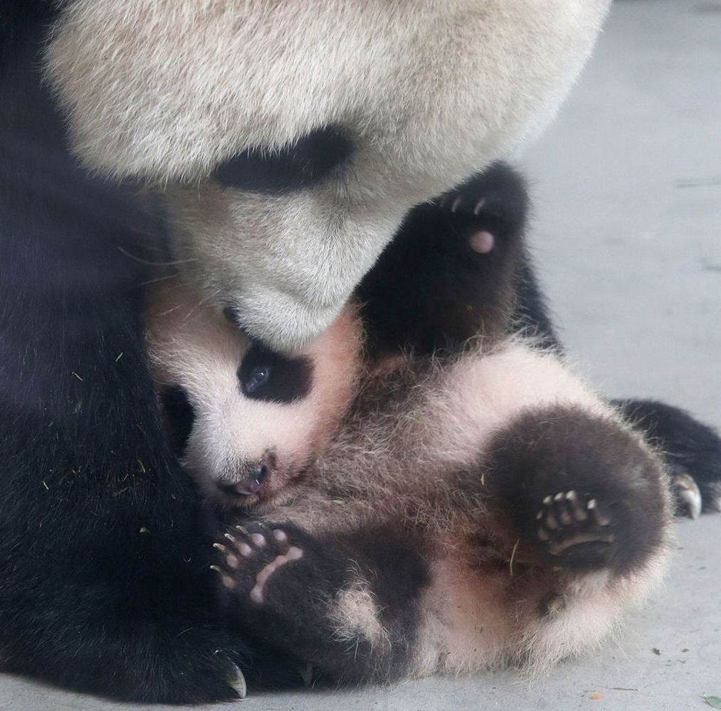 Детеныши большой панды, несмотря на свой юный возраст, инстинктивно понимают, что паразитов нужно отпугивать и используют для этого обыкновенную пыль.