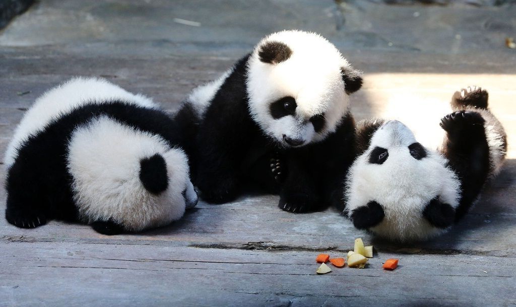 Детеныши большой панды и в самом деле похожи на меховые шарики.