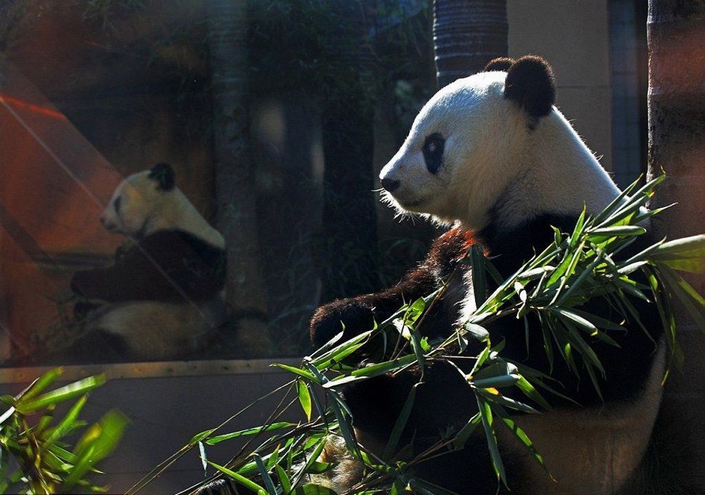 Смотритель Басы сказал, что больше всего панда любила бамбук и яблоки, но по мере старения она все больше переходит на бамбуковые листья.