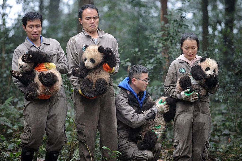 Восемь детенышей больших панд из города Яань празднуют свой первый Новый год.