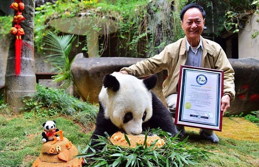 Словно отец и дочь: Чэнь Юйцунь, являющийся смотрителем панды в течение 33 лет, показывает сертификат самой старой панды живущей в неволе.