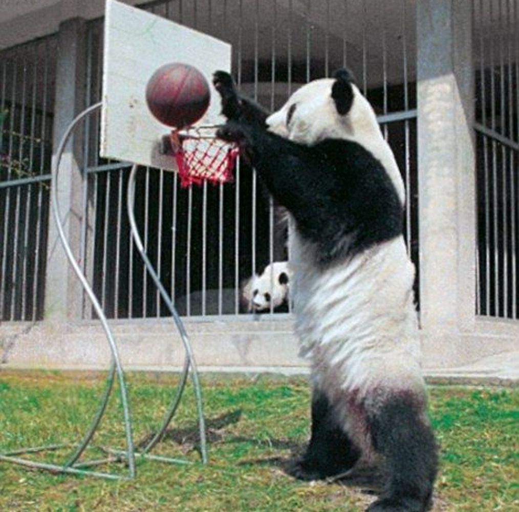 Спорт-панда: в 1980-х годах Басы была обучена выполнению различных спортивных трюков, например, забрасыванию мяча в обруч…