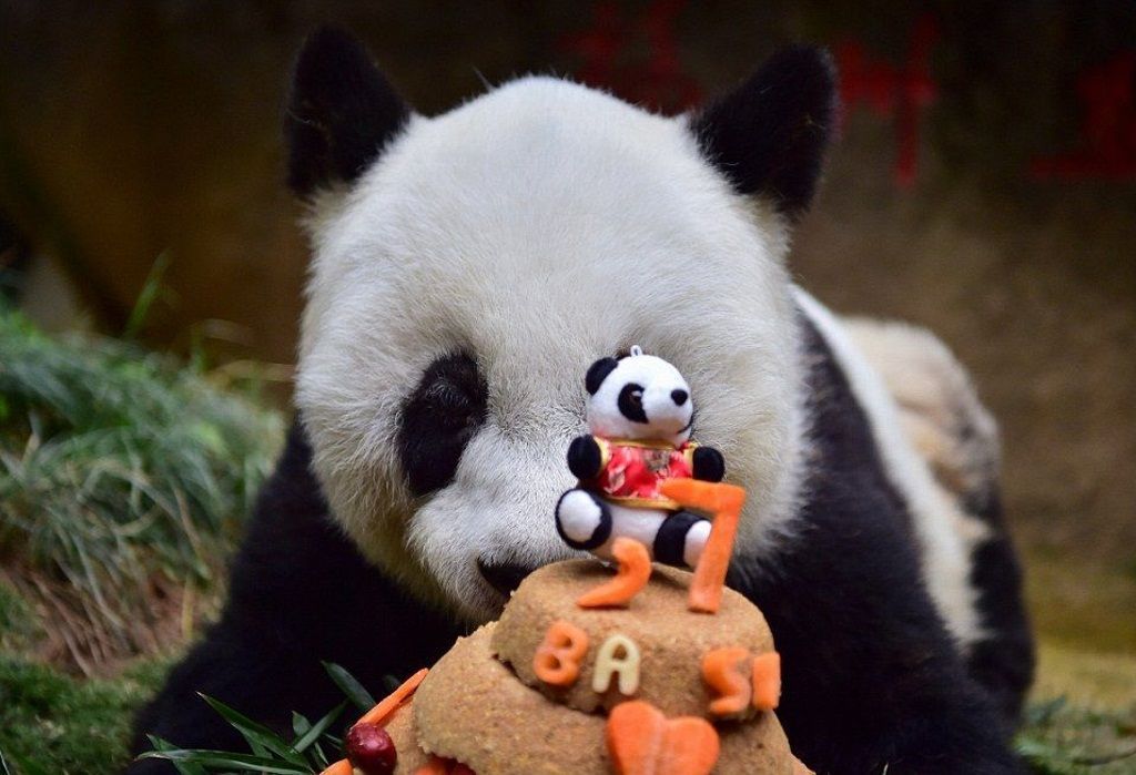 С Днем рождения! Эта большая панда празднует сегодня свой 37-ой День рождения в Фучжоу.