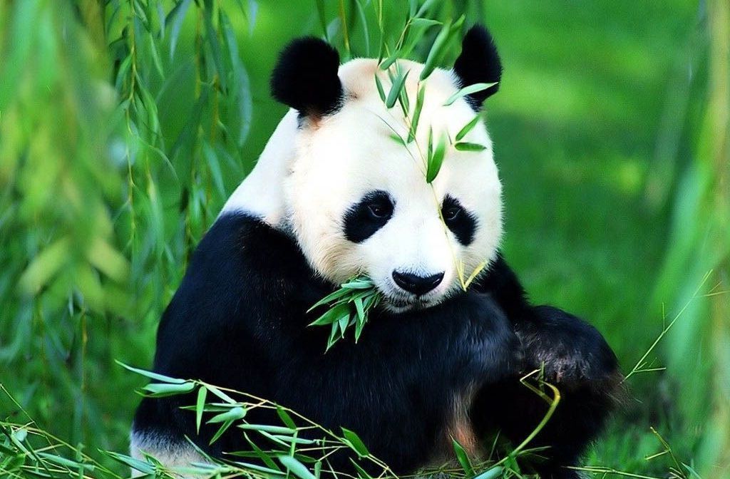 Глобальное потепление может привести к тому, что панды останутся почти без бамбука.