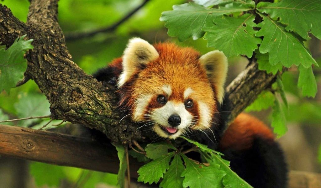 Малая панда, так же как и большая, является хищным животным перешедшим на поедание бамбука.