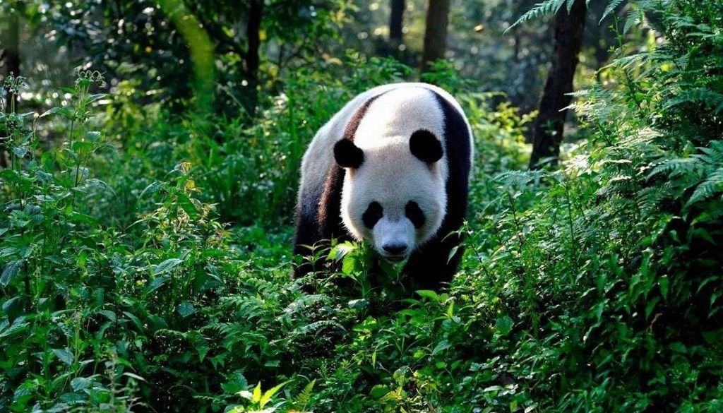 Чтобы между пандами происходил нормальный генетический обмен, важно, чтобы их среда обитания не была разделена на разрозненные участки поселками, дорогами и прочими коммуникациями.
