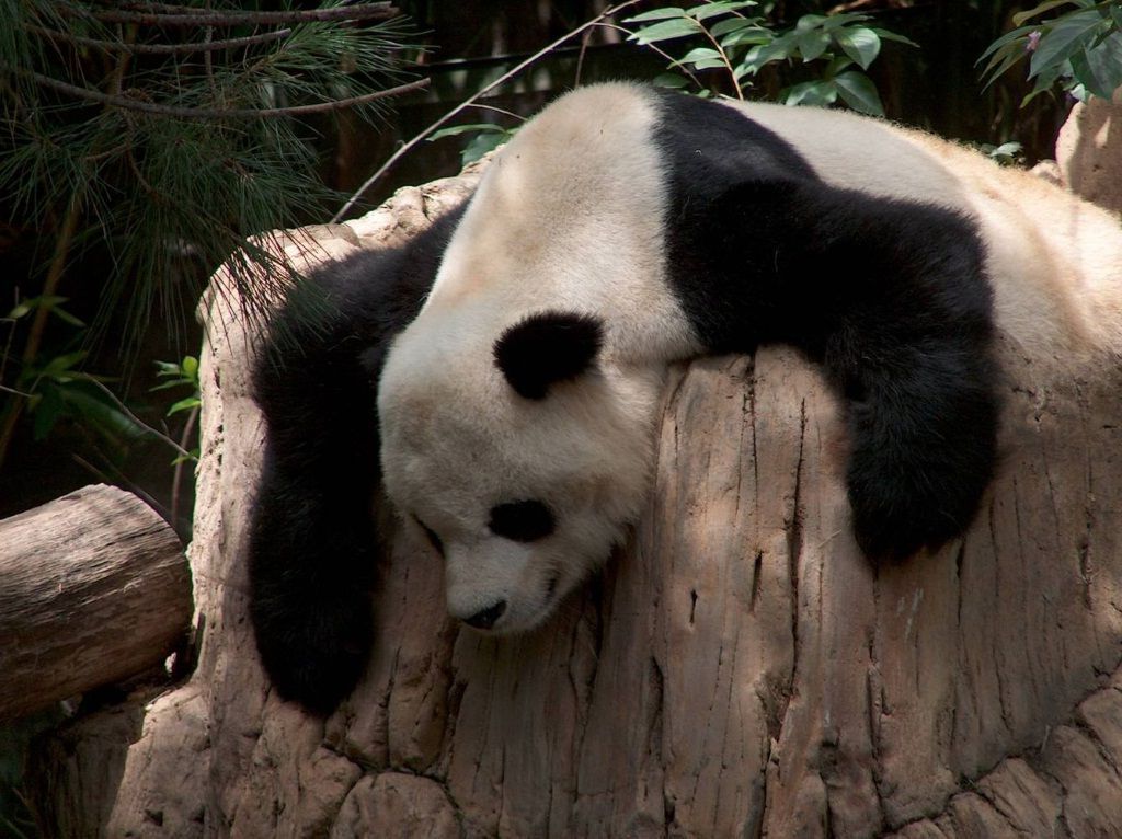 К счастью, большие панды на редкость миролюбивы, поэтому встреча с ними не несет почти никакой опасности.