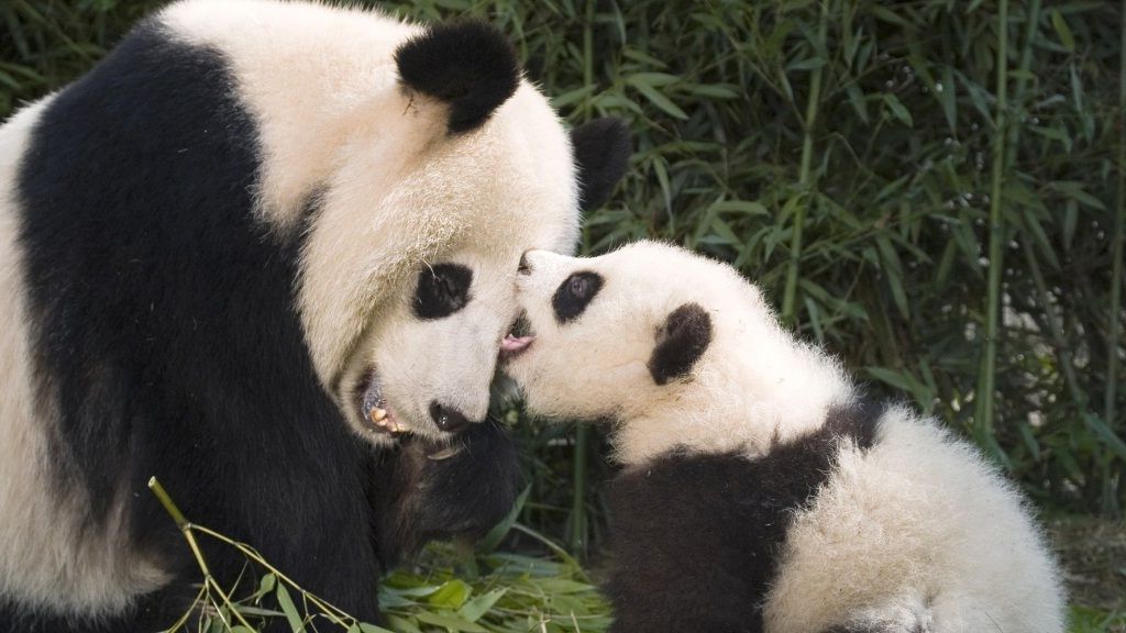 Некоторую опасность могут представлять только панды с детенышем.