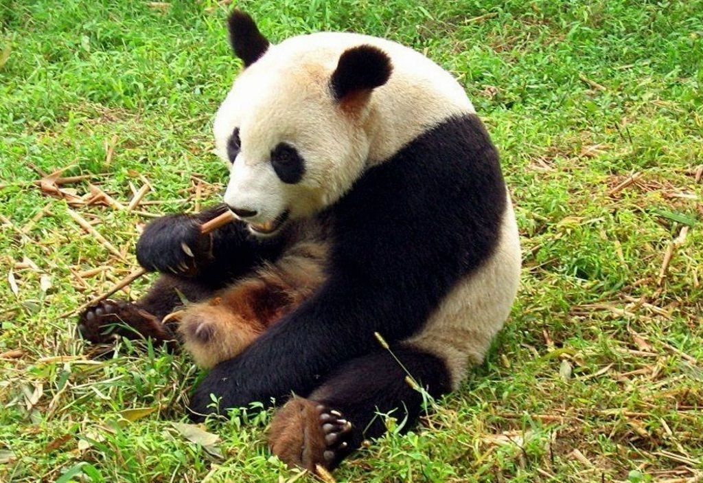 Жители Китая, живущие в сельской местности, все чаще встречают диких больших панд.