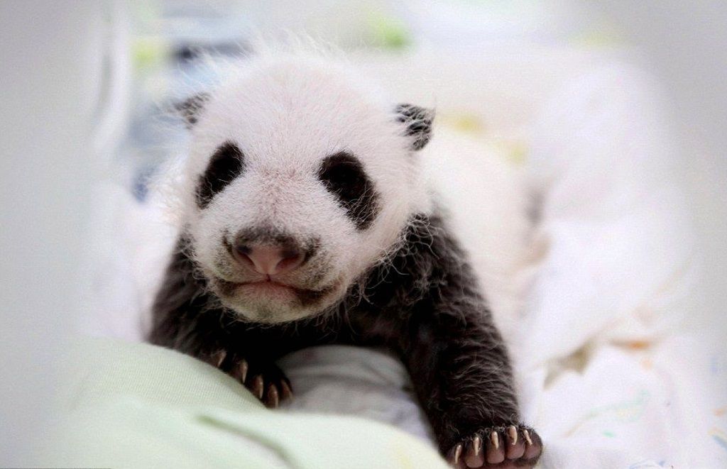 Причиной смерти детеныша большой панды стали проблемы кишечника.