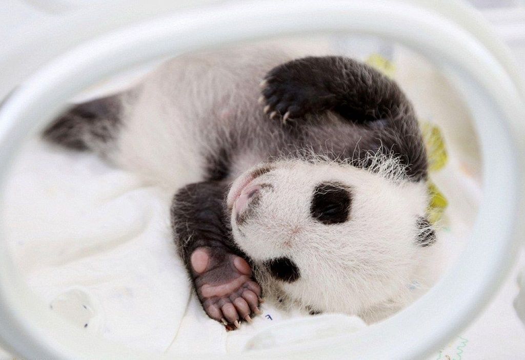 Детеныш большой панды Го Го, который недавно умер в Шанхае.