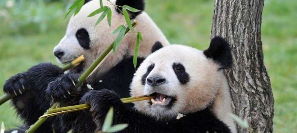 Мама Арахис – большая панда по имени Го Го.