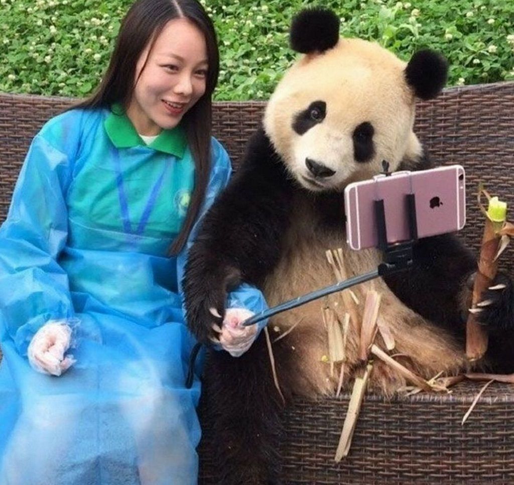 Талантливая сэлфи-панда обитает недалеко от города Чэнду в научно-исследовательском центре по сохранению и разведению панд.