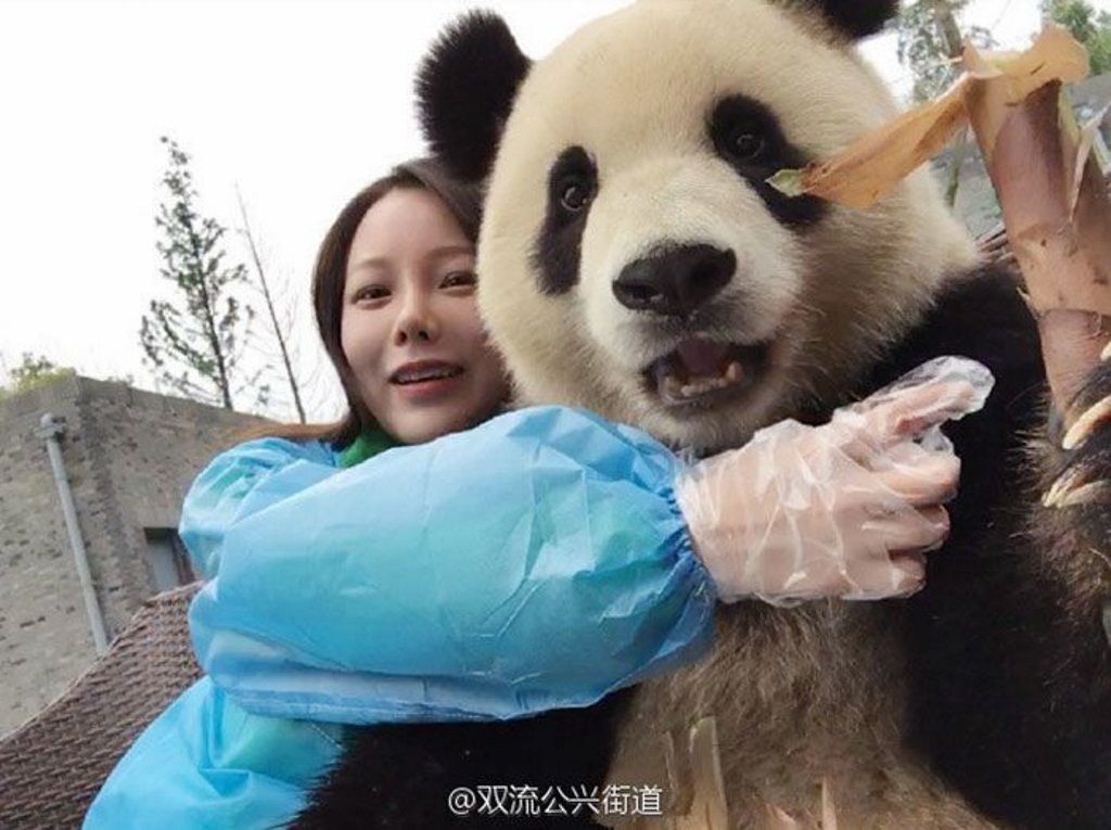Достаточно посмотреть на фотографии большой панды и счастливой девушки, чтобы понять, что животное просто обожает позировать перед камерой.