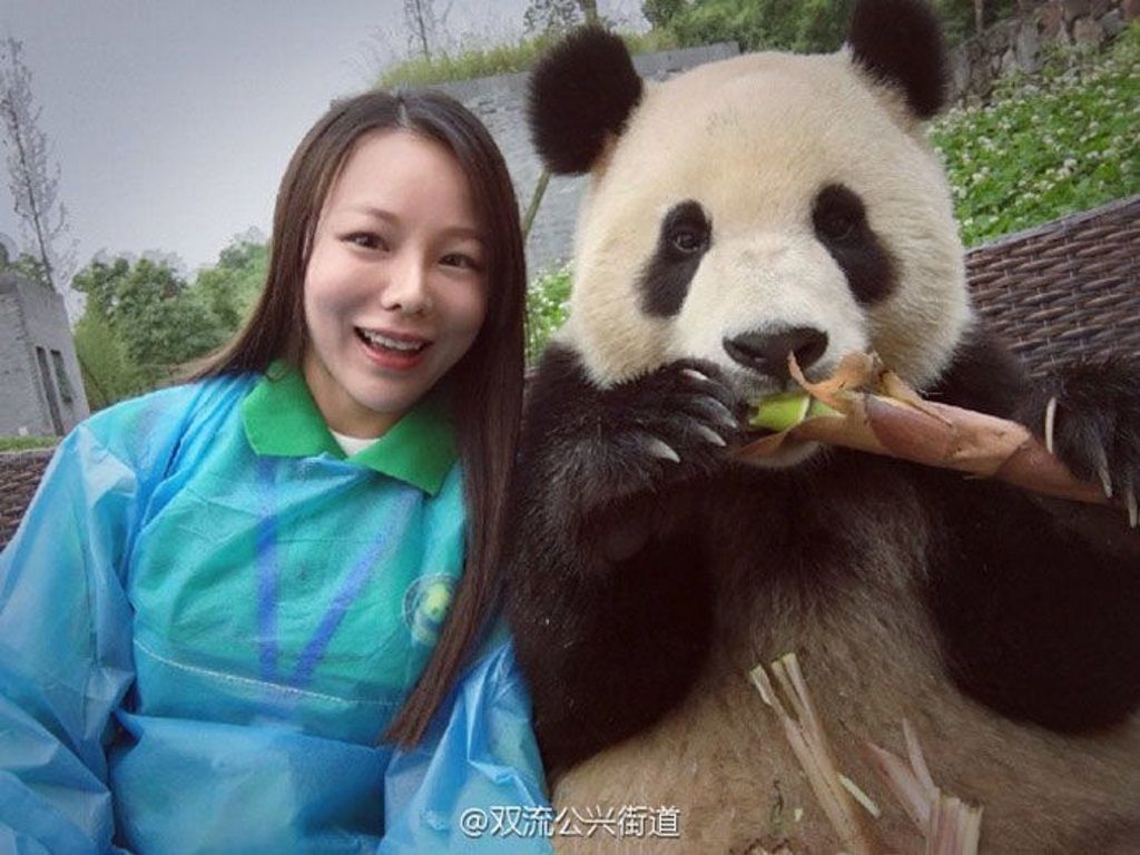 Работники заповедника и китайские журналисты в один голос утверждают, что эта панда прекрасно знает какие ракурсы являются для нее лучшими.