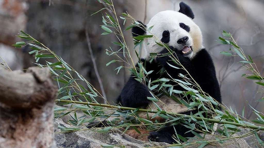 Большая панда из Смитсоновского зоопарка теперь будет жить в Китае.
