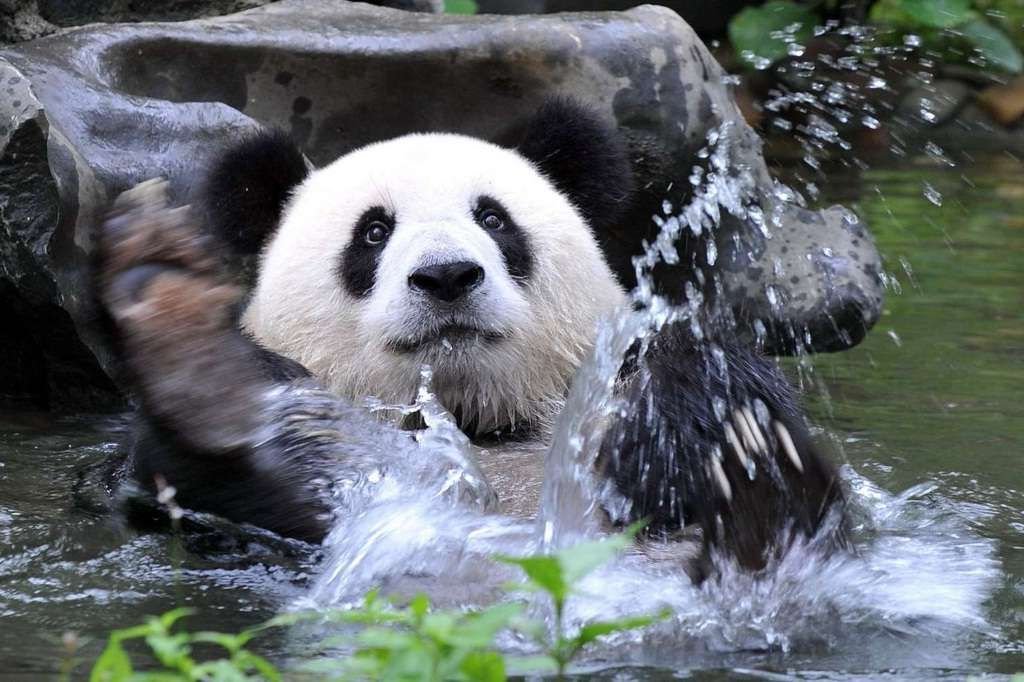 Как и все медведи, большие панды прекрасно чувствуют себя в воде.