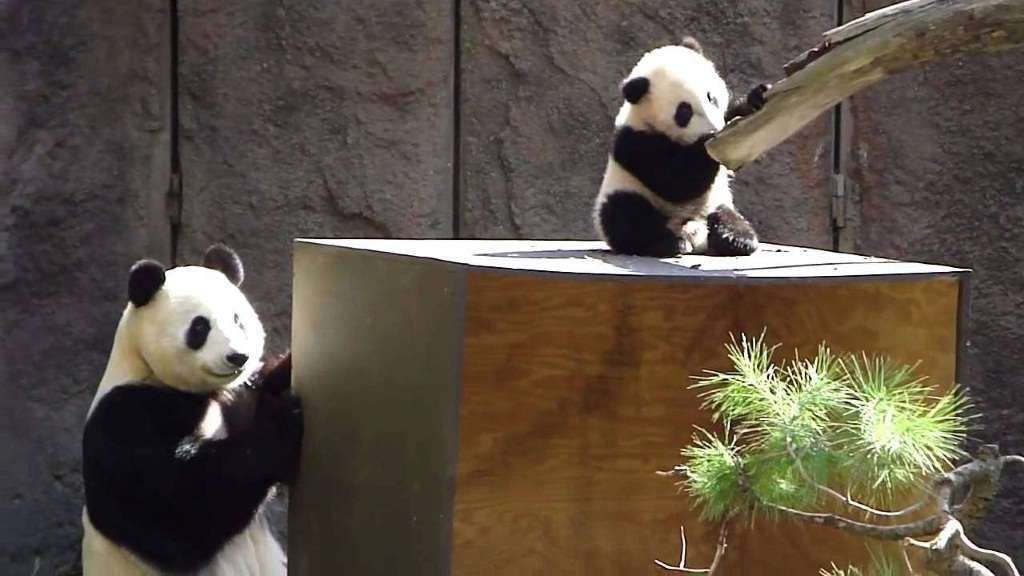 Трудно поверить, что этот забавный детеныш большой панды в будущем станет отличным пловцом.