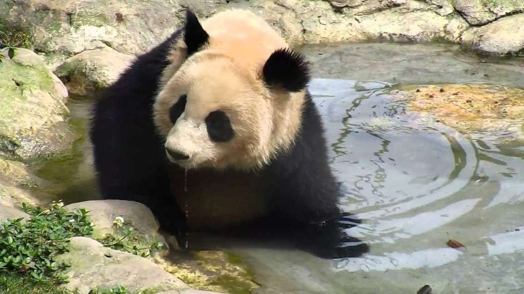 В жаркую погоду большие панды охотно нежатся в воде и плавают.