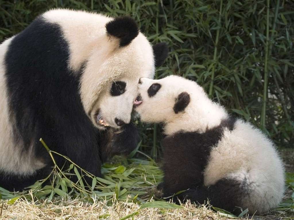 Для детенышей большой панды тренером по плаванию является их мать.
