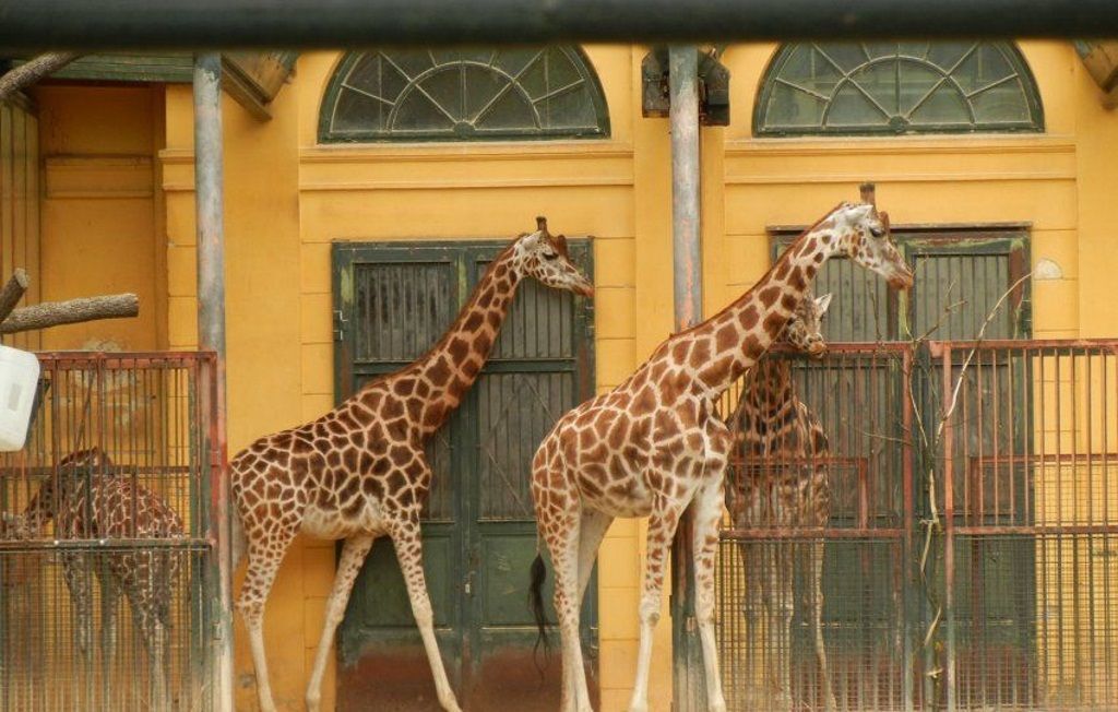 Жирафы и сейчас украшают собой венский Шёнбруннский зоопарк.