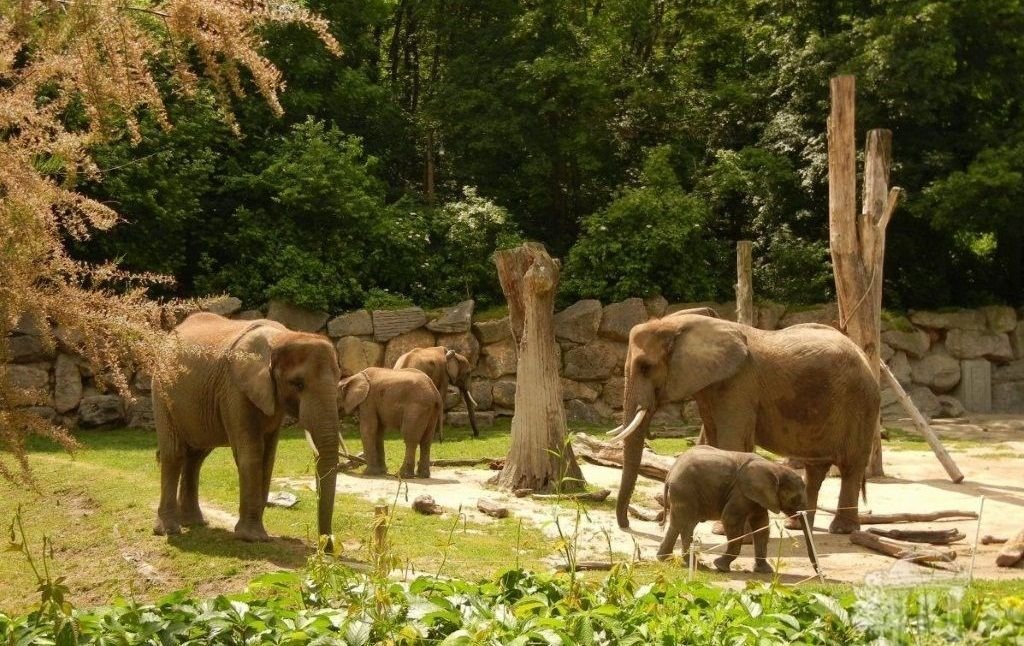 Шёнбруннский зоопарк: вольер для слонов.