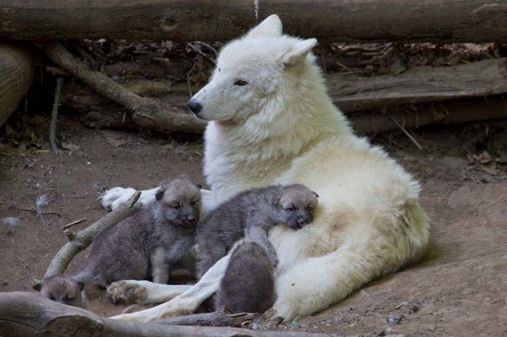 Полярная волчица с детенышами.