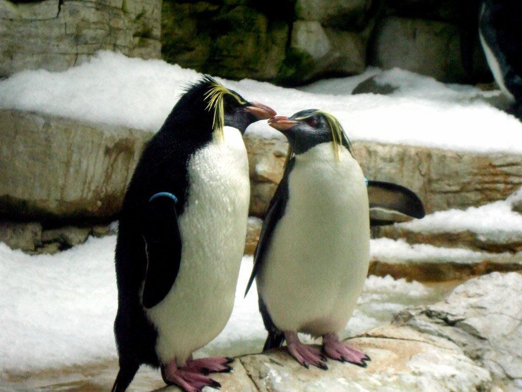 Королевские пингвины – снежная красота.