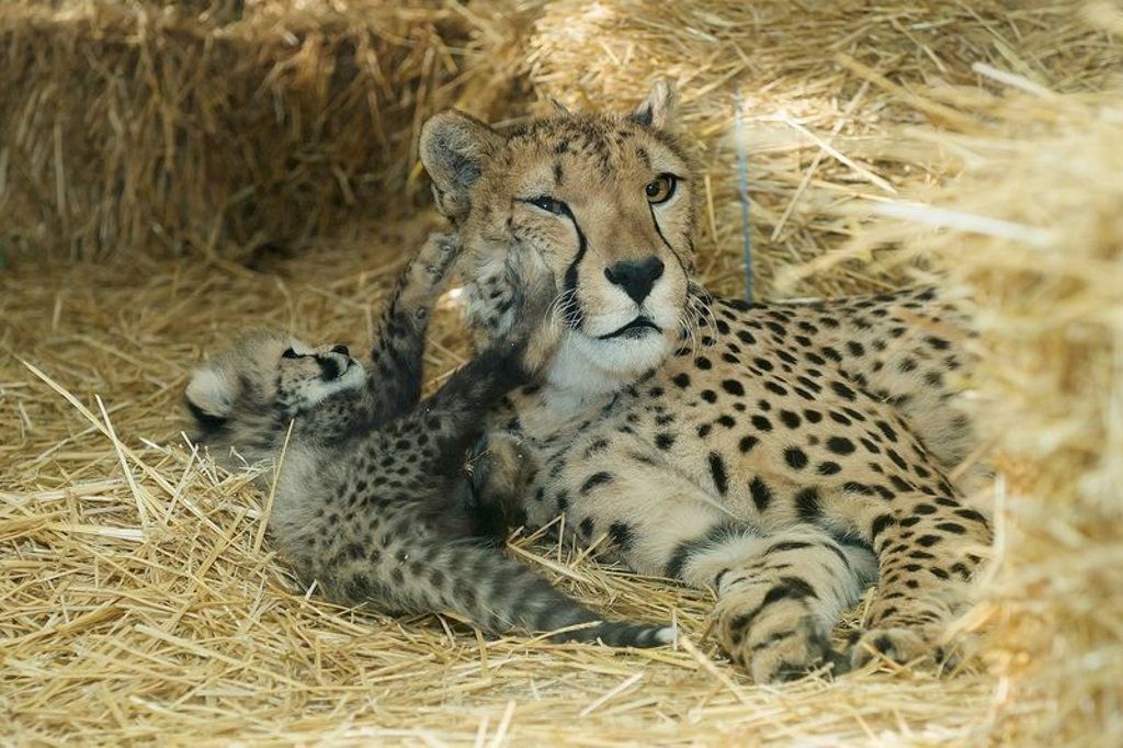 Гепарды размножаются крайне сложно, но в Шёнбруннском зоопарке смогли добиться даже этого.