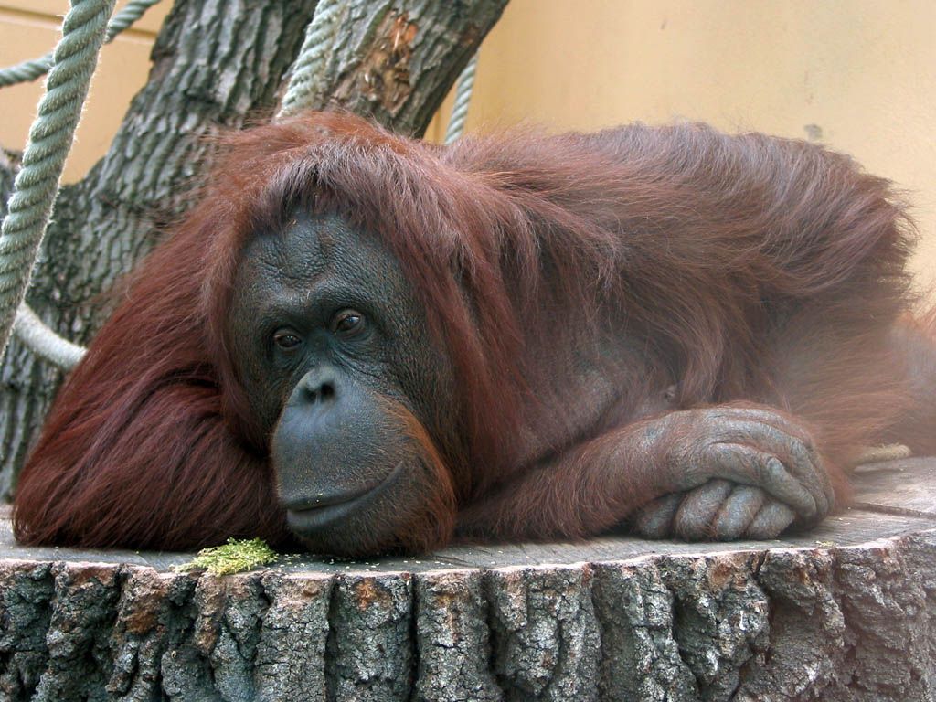 Послеобеденный отдых орангутанга из Шёнбруннского зоопарка.