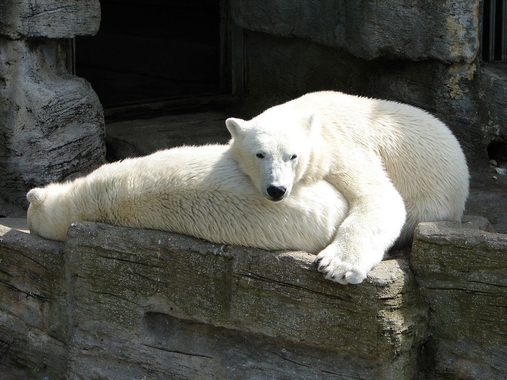 Арктические медведи спокойно живут бок о бок с антарктическими пингвинами в поляриуме Шёнбруннского зоопарка.