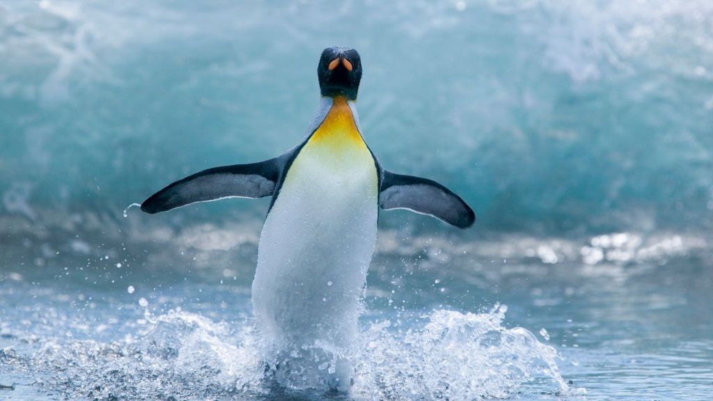 Как это ни странно, но арктическим пингвинам гораздо комфортнее в Шёнбруннском зоопарке, чем в дикой природе.