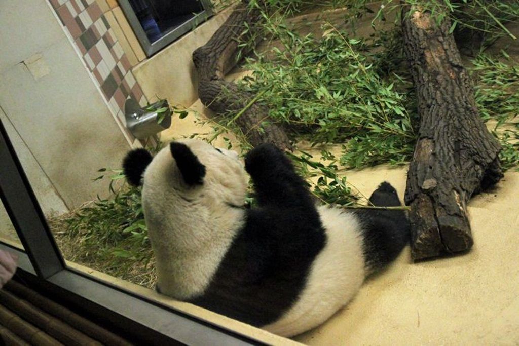 То, каким образом большие панды принимают пищу, неизменно приводит посетителей в восторг.