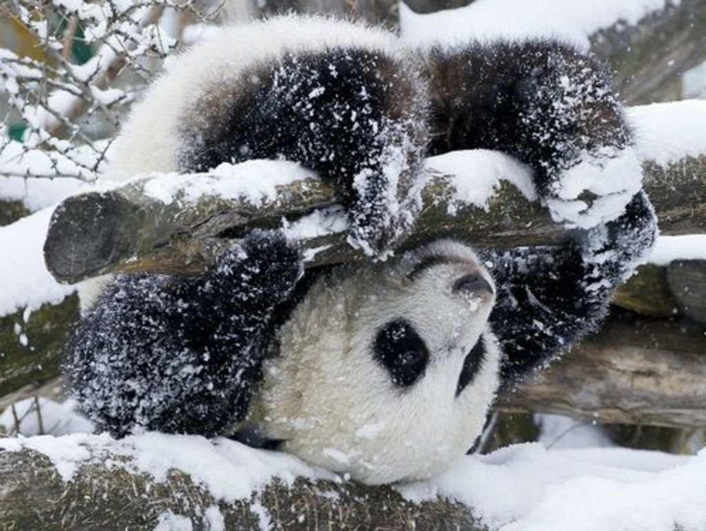 С такой шубой как у больших панд нельзя не порезвиться в снегу.