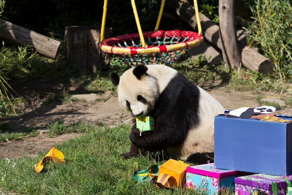 Летом большие панды из Шёнбрунна любят порезвиться с приготовленными для них игрушками.